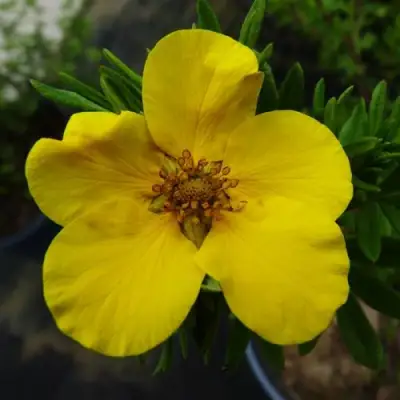 Лапчатка ГОЛДФИНГЕР кустарниковая в Слуцке