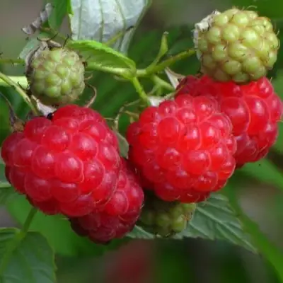 Малина СОЛНЫШКО в Слуцке