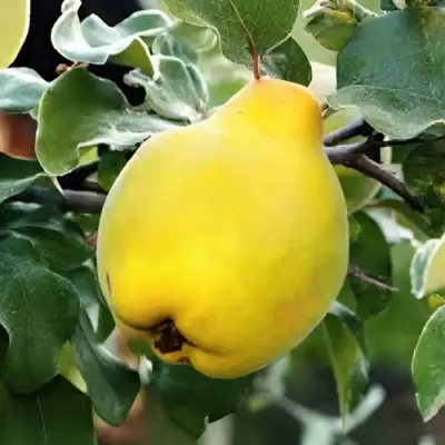 Айва МИР в Слуцке