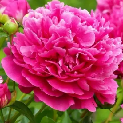 Пион НОЧНЫЕ ГРЕЗЫ древовидный в Слуцке