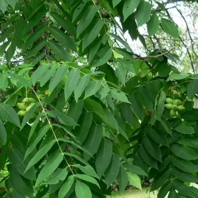Орех МАНЬЧЖУРСКИЙ в Слуцке