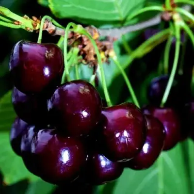 Дюк НОЧКА в Слуцке