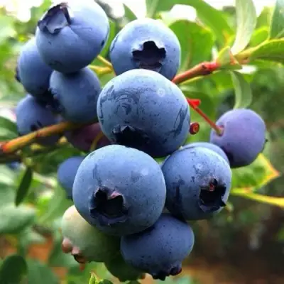 Голубика ДЮК в Слуцке