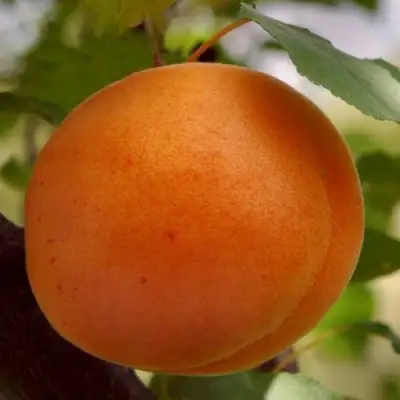 Абрикос ОЛИМП в Слуцке