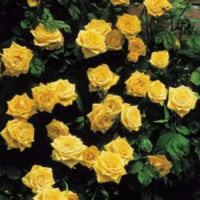 Роза ЛАНДОРА чайно-гибридная в Слуцке