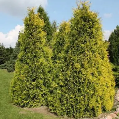 Туя АУРЕОСПИКАТА западная в Слуцке