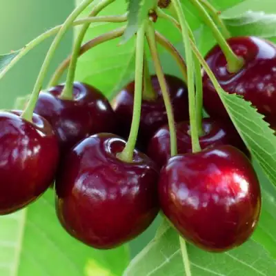 Дюк ЖИВИЦА (ЧЕРЕВИШНЯ) в Слуцке