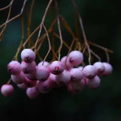 Рябина ПЕКИНСКАЯ сладкоплодная в Слуцке