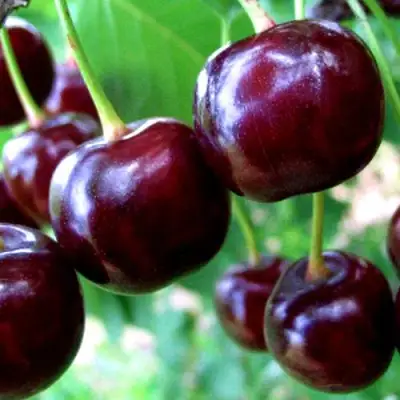 Дюк ЧУДО-ВИШНЯ в Слуцке