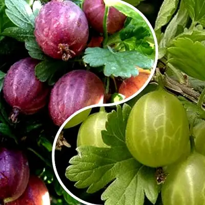 Комплект РЕДКИЙ СЧАСТЛИВЧИК в Слуцке