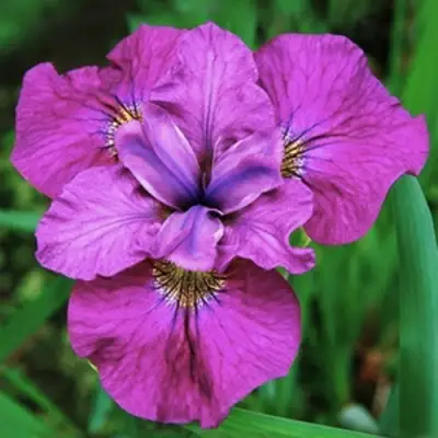 Ирис СИ Я ЛЕЙТЕР сибирский в Слуцке