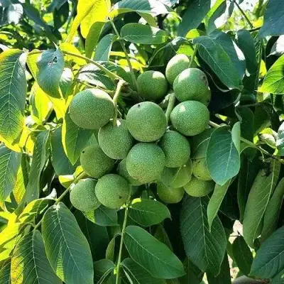 Грецкий орех  ИЗЯЩНЫЙ в Слуцке