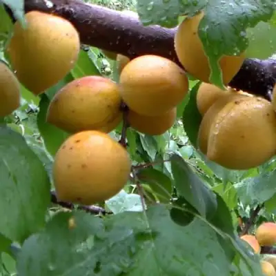 Абрикос МАНИТОБА в Слуцке