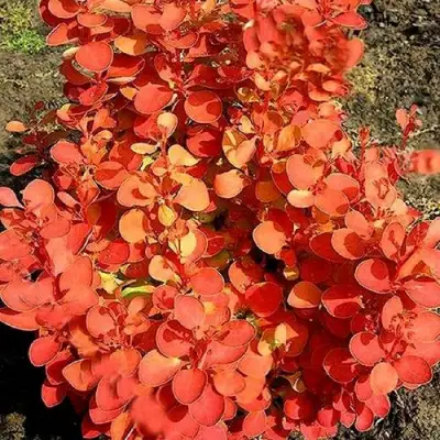 Барбарис ОРАНЖ ФАЙЕР тунберга в Слуцке