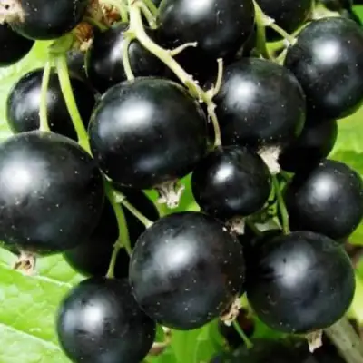 Смородина черная КЛУССОНОВСКАЯ в Слуцке