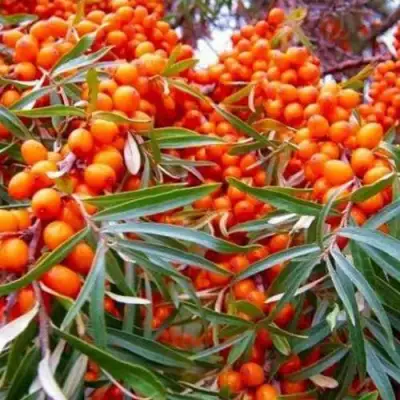 Облепиха ВОРОБЬЕВСКАЯ в Слуцке