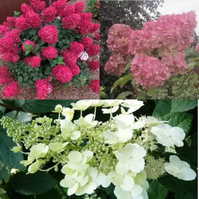 Комплект САД ЭМОЦИЙ в Слуцке