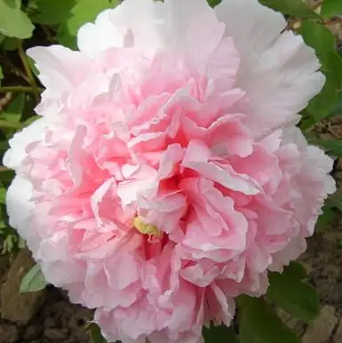 Пион БУКЕТ РОЗОВЫХ ГВОЗДИК древовидный в Слуцке