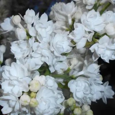 Сирень МИСС ЭЛЕН ВИЛМОТТ в Слуцке