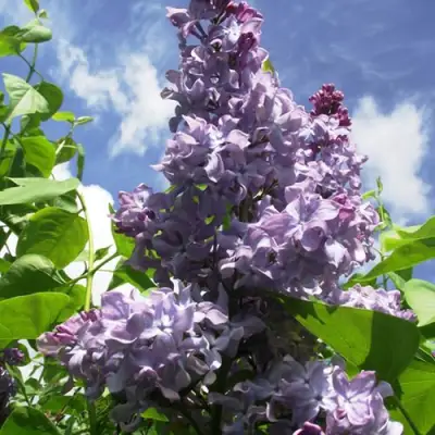 Сирень КРЫЛЬЯ НАДЕЖДЫ в Слуцке