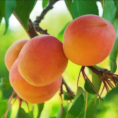 Абрикос ДЕБЮТ в Слуцке