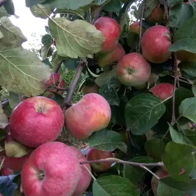 Яблоня АЛЬВА в Слуцке