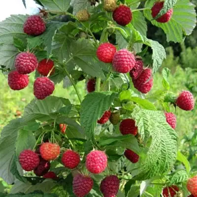 Малина БРУСИЛОВСКАЯ в Слуцке