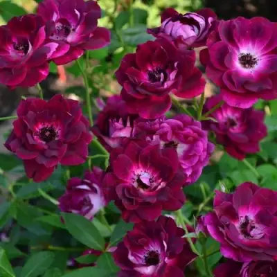 Роза БУРГУНДИ АЙС флорибунда в Слуцке