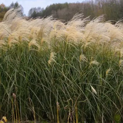 Мискантус ВАНИЛЛА СКАЙ китайский в Слуцке