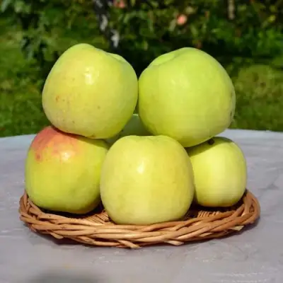 Яблоня БИРСКОЕ ГРУШЕВОЕ (БИЧИК) в Слуцке