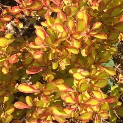 Барбарис САММЕР САНСЕТ тунберга в Слуцке