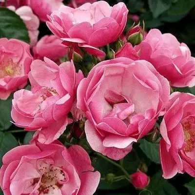 Роза АНГЕЛА флорибунда в Слуцке