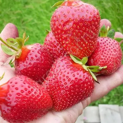 Клубника ЭЛИАНЕ в Слуцке