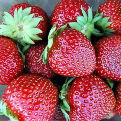 Клубника МАЛЬВИНА в Слуцке