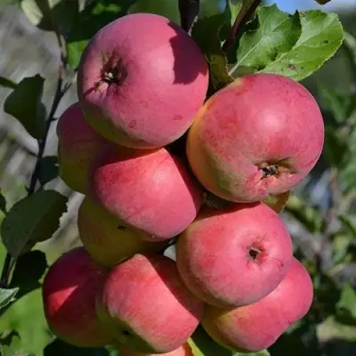 Яблоня ВЭМ-РОЗОВЫЙ в Слуцке