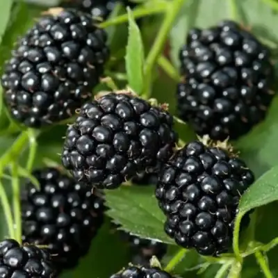 Ежевика ТРИПЛ КРАУН бесшипная  в Слуцке