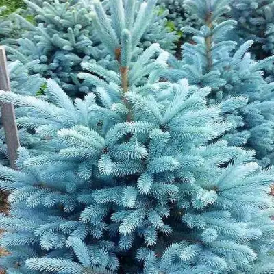 Ель МАДЖЕСТИК БЛЮ колючая в Слуцке