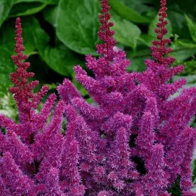 Астильба БЛЭК ЭНД БЛУ китайская в Слуцке