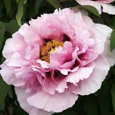 Пион РОЗОВАЯ РЕКА древовидный в Слуцке