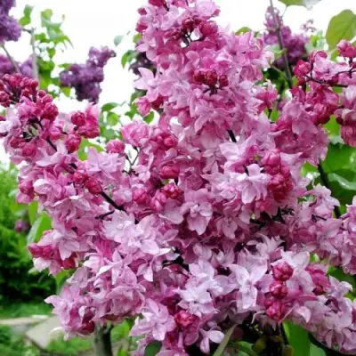 Сирень ОЛИМПИАДА КОЛЕСНИКОВА в Слуцке