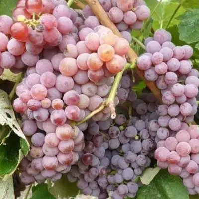 Виноград РИЛАЙНС ПИНК СИДЛИС в Слуцке