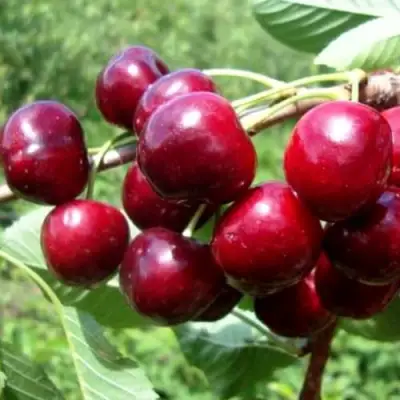 Вишня ВЯНОК в Слуцке