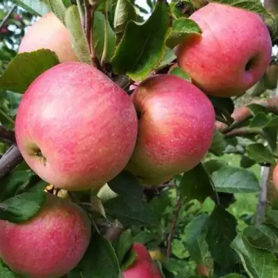 Яблоня ТЕРЕМОК в Слуцке