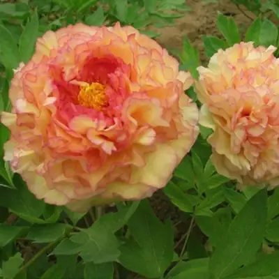 Пион ЗОЛОТАЯ РОССЫПЬ древовидный в Слуцке