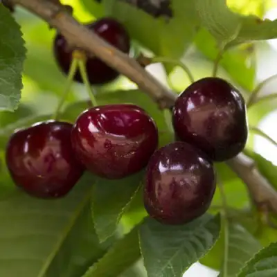 Вишня ЛАСУХА в Слуцке