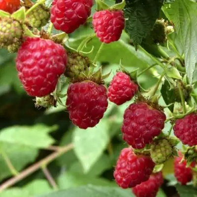 Малина ПРИМАРА в Слуцке