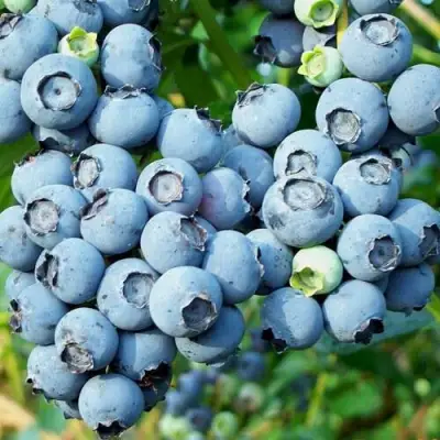 Голубика ПУРУ в Слуцке