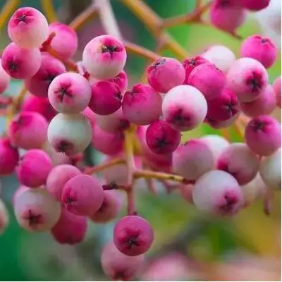 Рябина ПИНК сладкоплодная в Слуцке