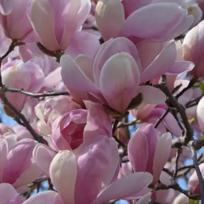 Магнолия ГАЛАКСИ в Слуцке