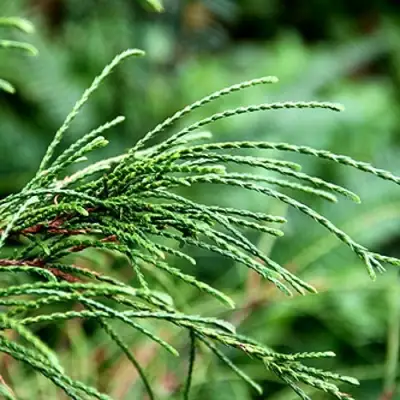 Туя ВИПКОРД складчатая в Слуцке